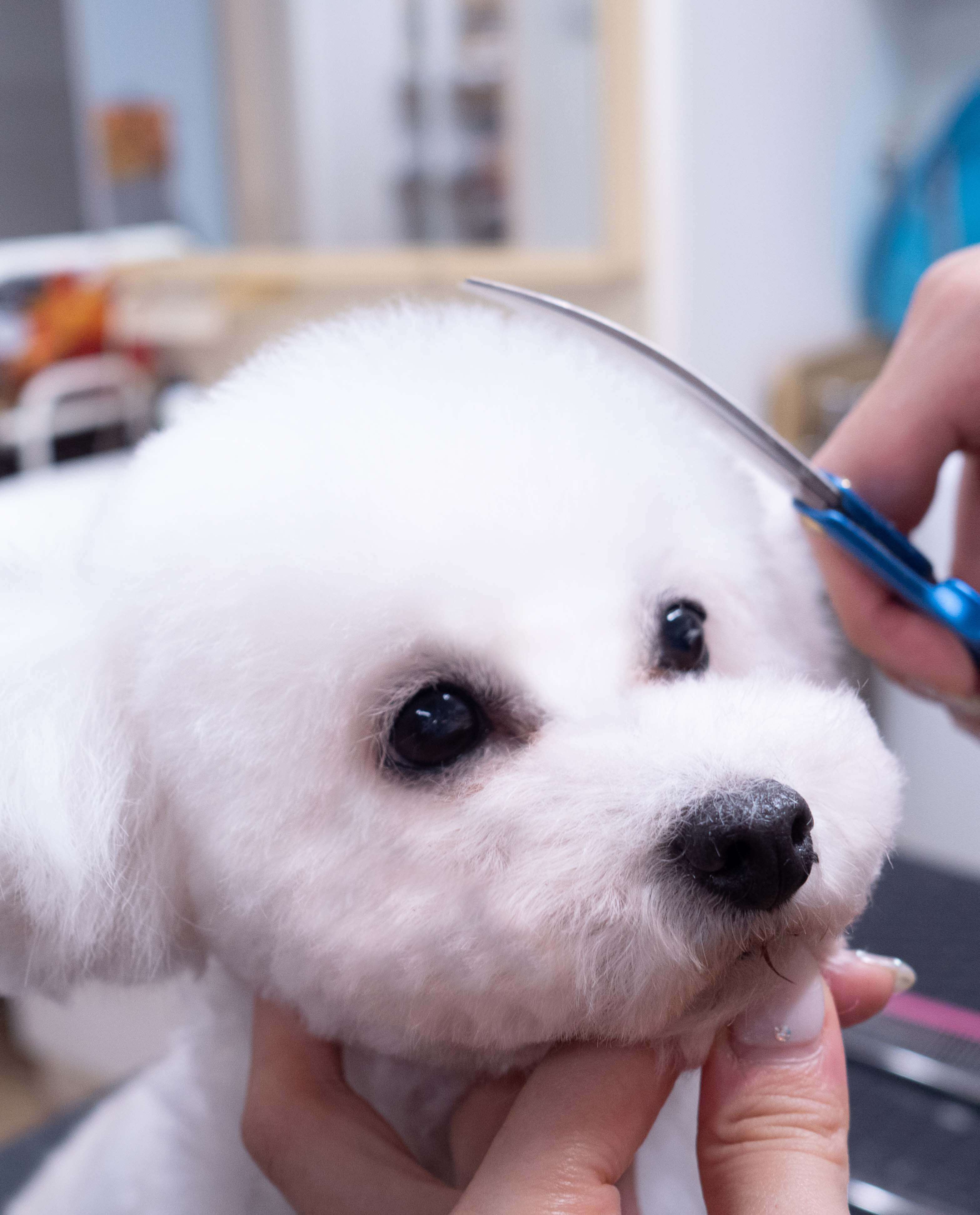 トリミング中プードル